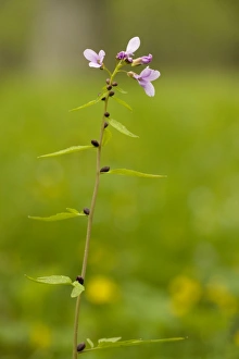 Coralroot, or coralroot bittercress Coralroot, or coralroot bittercress