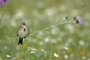 Duncan Usher Photographer Prints: Corn Bunting - perched on thistle, singing, Extremadura, Spain