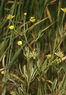 United Kingdom Wildflowers Prints: Corn Buttercup