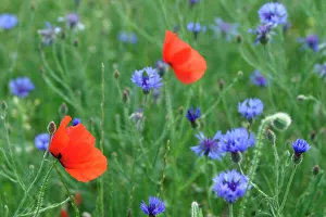 Corn / Field / Red POPPY - and Cornflowers (Centaurea cyanus) in meadow. Arable weeds Corn / Field / Red POPPY - and Cornflowers (Centaurea cyanus) in meadow. Arable weeds