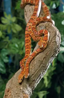 Corn Snake Print - Three Entwined