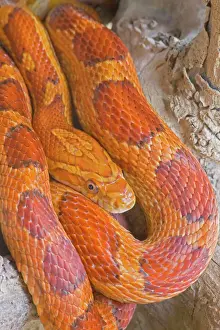 Wildlife Photography USA Prints: Corn Snake - USA