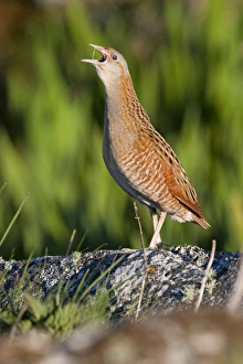 Corncrake - adult male calling in the early morning Corncrake - adult male calling in the early morning