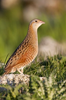 Corncrake - Single adult male standing on rock in the early morning Corncrake - Single adult male standing on rock in the early morning