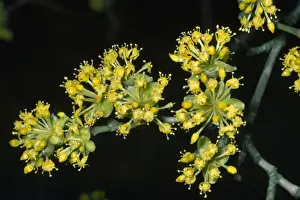 Yellow Flowers In Bloom Prints: Cornelian Cherry