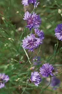 Centaurea Cyanus Images Prints: Cornflowers