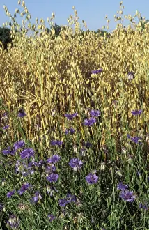 European Wild Flowers Prints: Cornflowers - in oats