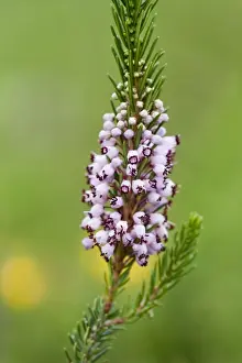 Close Up Plant Photos Prints: Cornish Heath - Lizard - Cornwall - UK