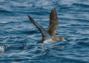 Corys Shearwater - in flight - running on the sea for take off Corys Shearwater - in flight - running on the sea for take off