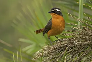 Rueppell's Robin-Chat Print - Cossypha semirufa, Ethiopia
