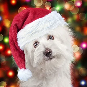 Coton de Tulear dog wearing red Christmas Santa hat Date: 14-12-2013 Coton de Tulear dog wearing red Christmas Santa hat Date: 14-12-2013