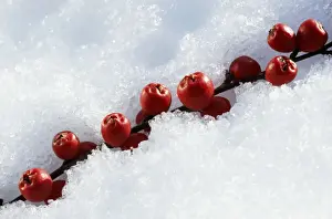 Johan De Meester Art Prints: Cotoneaster Berries In snow