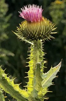 Cotton Thistle Plant Prints: Cotton Thistle
