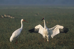 Courtship dance of Siberian Crane Courtship dance of Siberian Crane