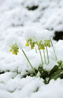 Winter Plant Life Prints: Cowslips - in snow