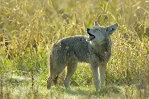 Pacific Northwest Wildlife Prints: Coyote - barking or yapping (different than howling)