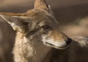 Bob Gibbons Photographer Prints: Coyote - sunbathing and resting