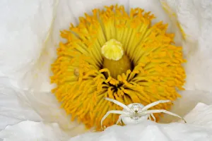 Crab Spider - in Romneya Flower Misumena vatia Essex, UK IN001206 Date: 24-Jul-19 Crab Spider - in Romneya Flower Misumena vatia Essex, UK IN001206 Date: 24-Jul-19