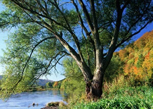 Images Dated 18th May 2005: Crack Willow Tree - growing on river bank, autumn coloured landscape