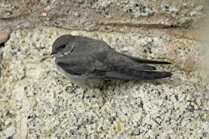 Crag Martin - resting on bridge masonry Crag Martin - resting on bridge masonry