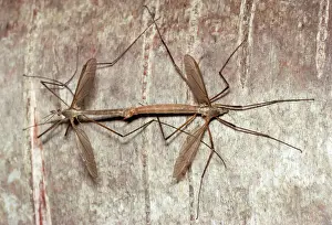 Wildlife Insects Prints: Cranefly - pair mating