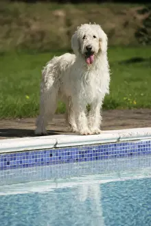 Ardea Wildlife Pets Environment Prints: Cream labradoodle by pool