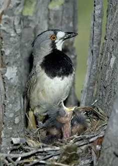 Unique Bird Species Images Prints: Crested Bellbird