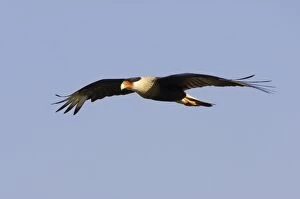 Images Dated 26th October 2005: Crested Caracara - in flight Lake Kissimees, florida, USA BI001266