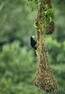 Crested Oropendola - Female on nest Crested Oropendola - Female on nest