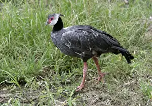 Venezuela Wildlife Photos Prints: Crested screamer