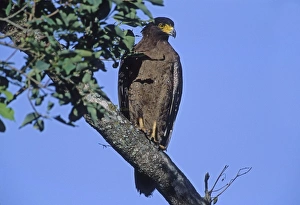 Crested Serpent Eagle - In tree Crested Serpent Eagle - In tree