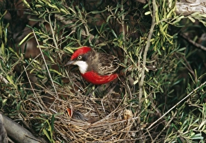 Crimson Chat - At nest with young Crimson Chat - At nest with young