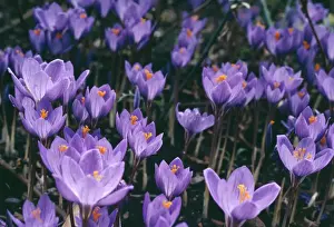 Crocus Flowers Prints: Crocus