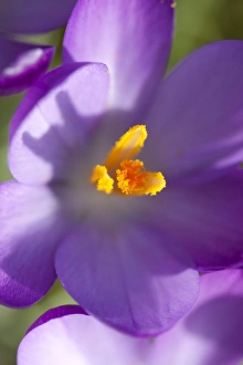 Crocus - Macro photograph of flower Crocus - Macro photograph of flower