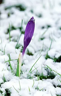 Prints of DAD-1741 CROCUSES - In the snow David C Dixon Please note that prints are for personal display purposes only and may not be reproduced in anyway. Images Dated 2005 January: Crocus in the Snow Print