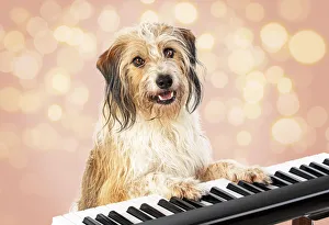 Cross breed Dog, sitting at a piano / keyboard, paws on keys Date: 18-Mar-19 Cross breed Dog, sitting at a piano / keyboard, paws on keys Date: 18-Mar-19