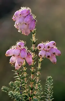Erica Tetralix Prints: Cross-leaved Heath