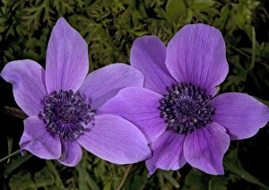 Crown Anemone in the wild - source of many garden and florists flowers Crown Anemone in the wild - source of many garden and florists flowers