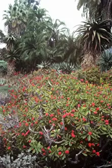 Exotic Flowering Plants Prints: Crown of Thorns