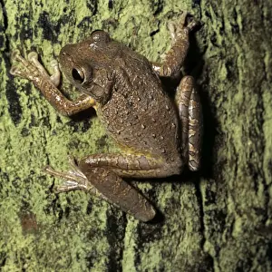 Wildlife Amphibians Prints: Cuban Tree Frog
