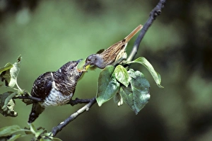 Cuckoo - young fed by Dunnock Cuckoo - young fed by Dunnock