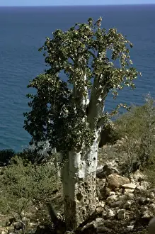 Cucumber Tree Print, Socotra Island Yemen