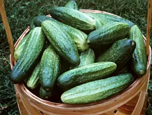 Fresh Produce Display Prints: Cucumbers In basket