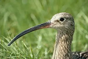 Curlew Bird Prints: Curlew