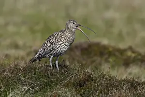 Northumberland Wildlife Photography Prints: Curlew-calling alrm to warn chicks, in nesting territory, Northumberland UK