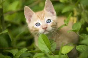 Cute Cat Pictures Prints: Cat - ginger kitten