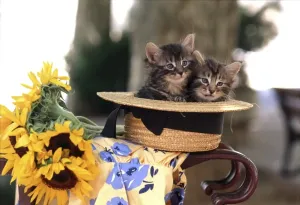 Cute Cat Pictures Prints: Cat Kittens In hat
