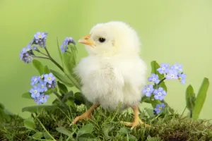 Farm Animals Photos Prints: Chicken - chick