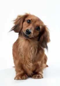 Dog Prints: Miniature Long-Haired Dachshund Print
