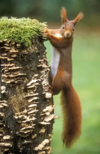 Red Squirrel USH-53 Print
